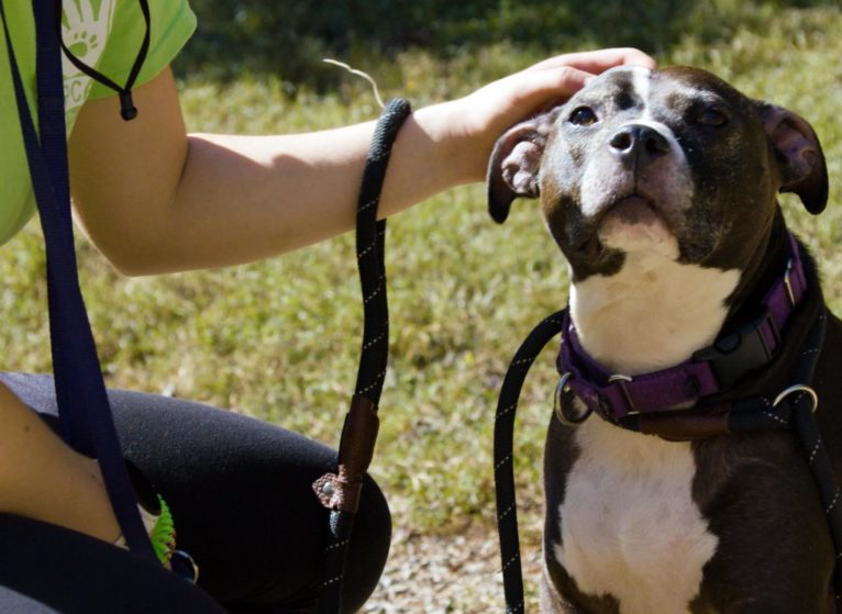 The Charlottesville-Albemarle SPCA is a no-kill shelter that also provides low-cost, high-quality veterinary care to pets owned by low-income families. (Photo by Mitchell Powers, University Communications)