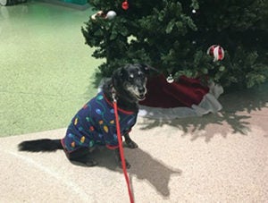 ruth the therapy dog near a christmas tree