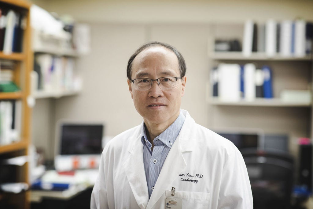 Zhen Yan is a professor of medicine whose research focuses on cardiovascular biology, metabolism, molecular pharmacology and physiology. (Photo by Dan Addison, University Communications)