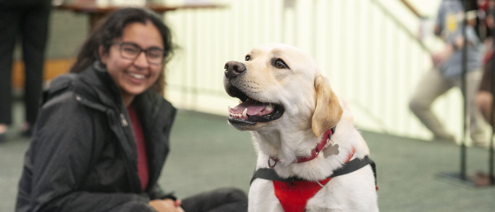 dogs and students