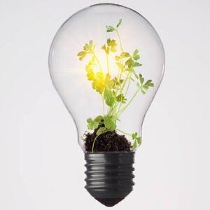 lightbulb with plant