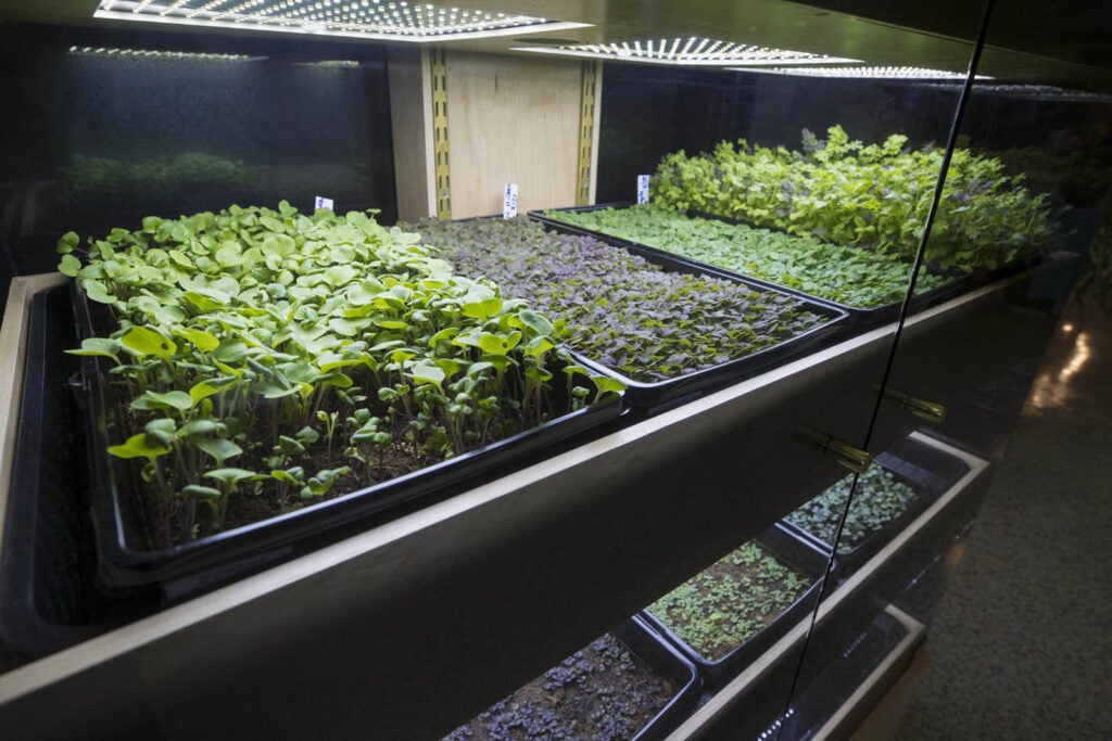 Early days: Babylon Micro-Farms technology grows budding plants on Grounds in 2018. (Photo by Dan Addison, University Communications)