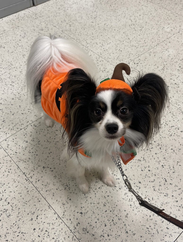 Cato Papillon Pumpkin