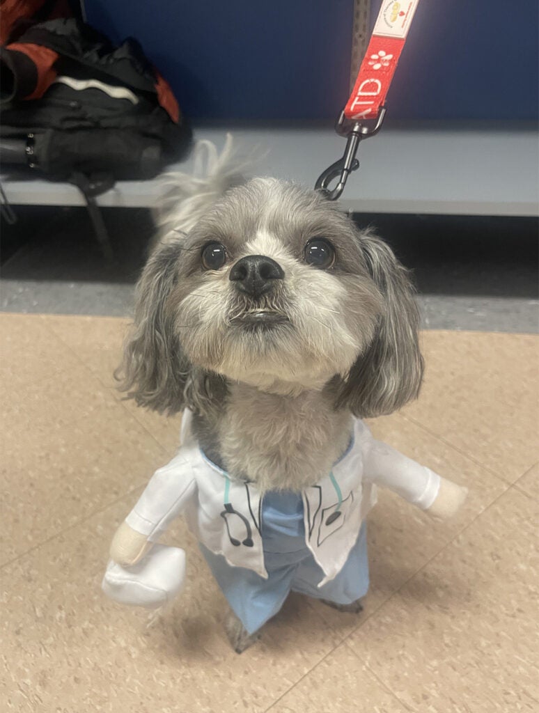 Dixie Shi Tzu Bichon Doctor