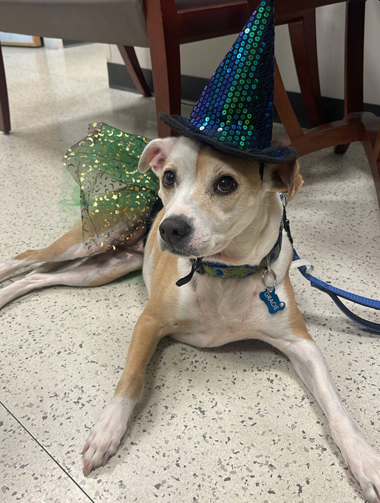 Gracie Chihuahua Whippet Mix - Witch