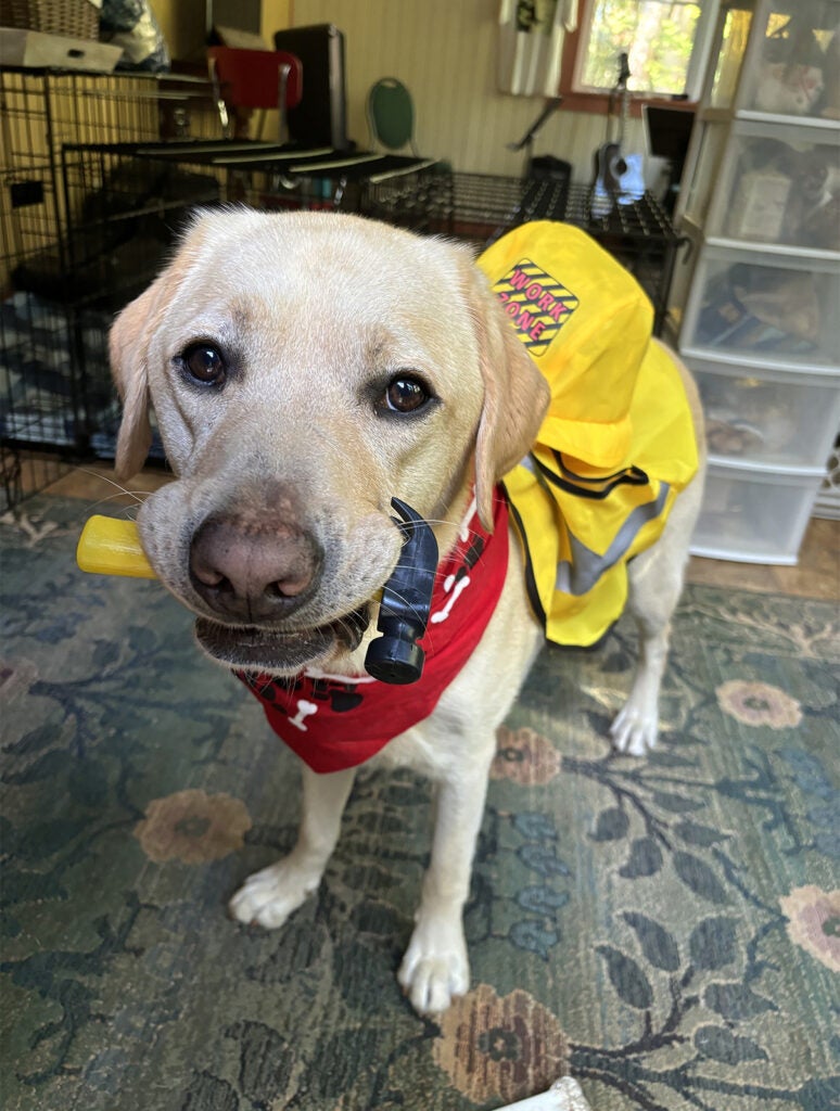 Spector Lab Retreiver Construction Worker