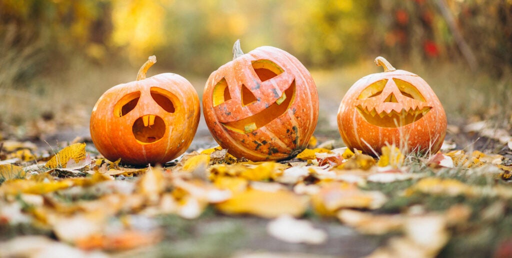 Close-up of pumpkins on field during halloween