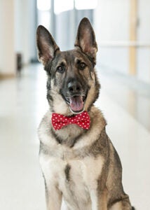 pet therapy dog