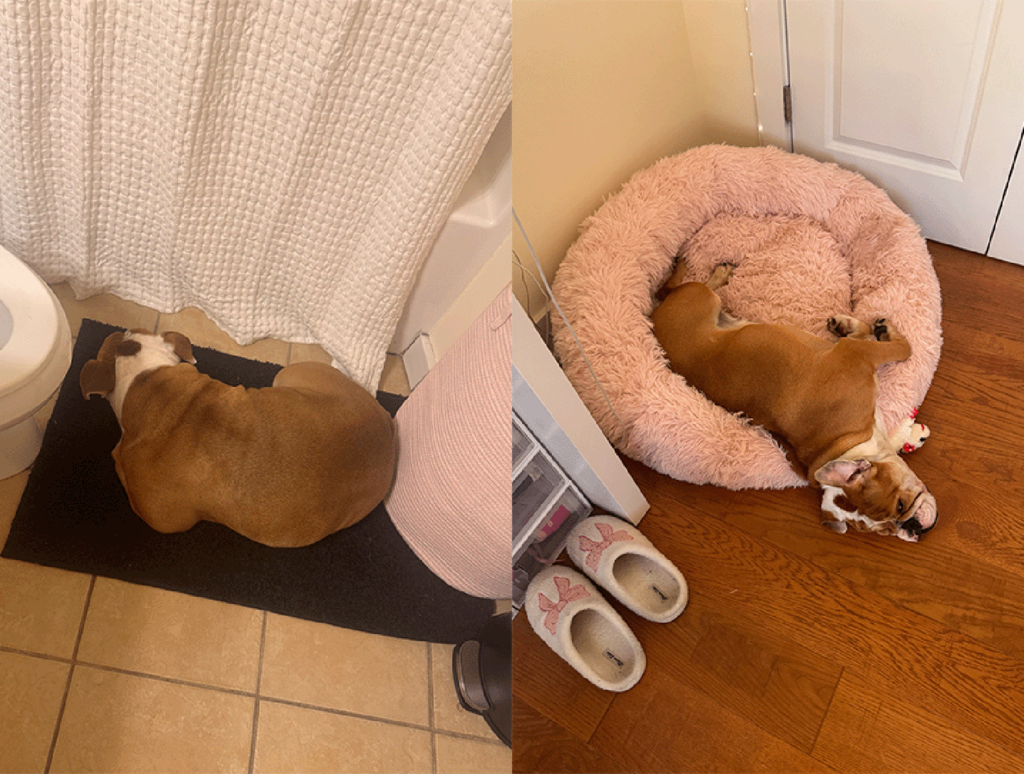 Summer adores her dog Betty, who sometimes falls asleep beside her in the bathroom while she is getting ready for nursing classes and clinicals.