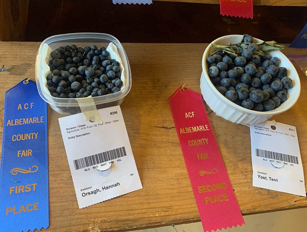 A sewer, baker, and gardener in her personal time, Yost has so far earned seven ribbons for her blueberry crop and inspired confections at Virginia state and county fairs . . .