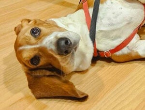 Freddie the therapy dog