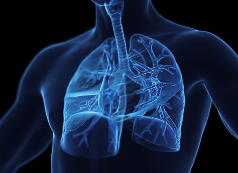 lungs