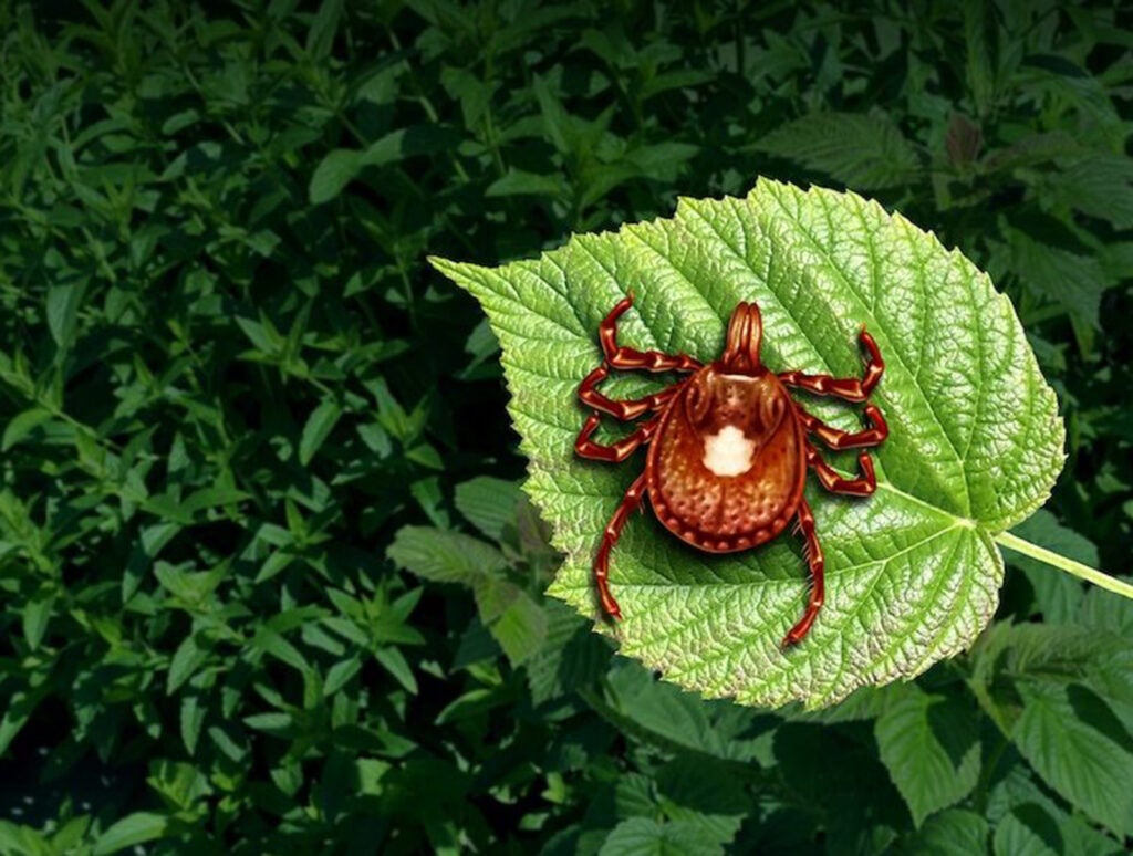 Lone Star Tick_alpha gal