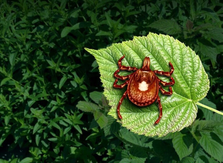 Lone Star Tick_alpha gal