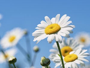 White daisies with yellow centres against a clear blue sky.