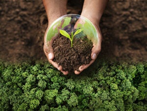 World Environment Day, Hands planting trees, For the Sustainable Development Goals of the environment, Volunteers help solve environmental problems, Global teamwork and business.