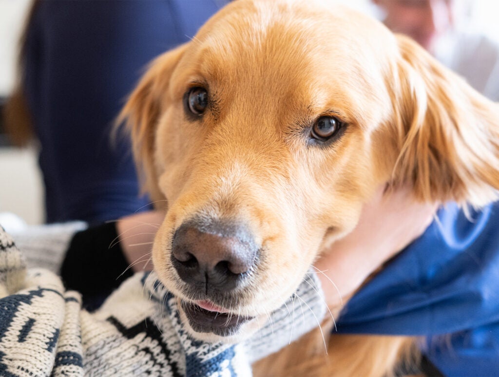 2026 UVA Health Nurses Week Therapy Dog