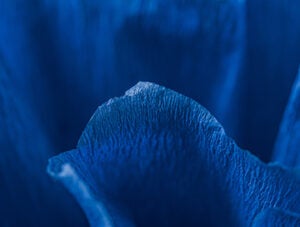 Fragment of a blue flower made of crepe paper. Blurred background