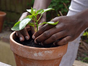 growing tomato plant in garden