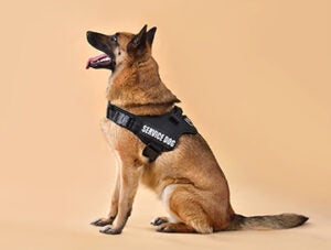Malinois belgian shepherd Wearing Service Dog Vest and sitting on yellow background