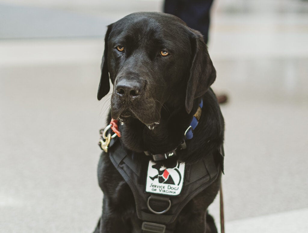 Service Dogs of Virginia, painted statue event