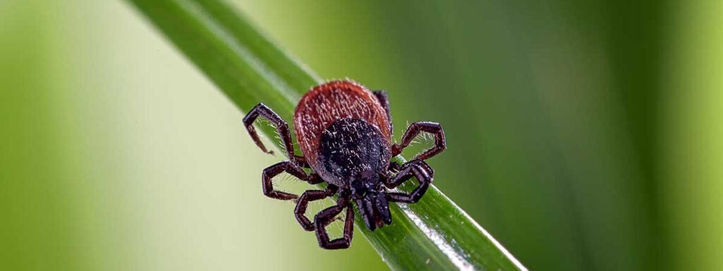 tick