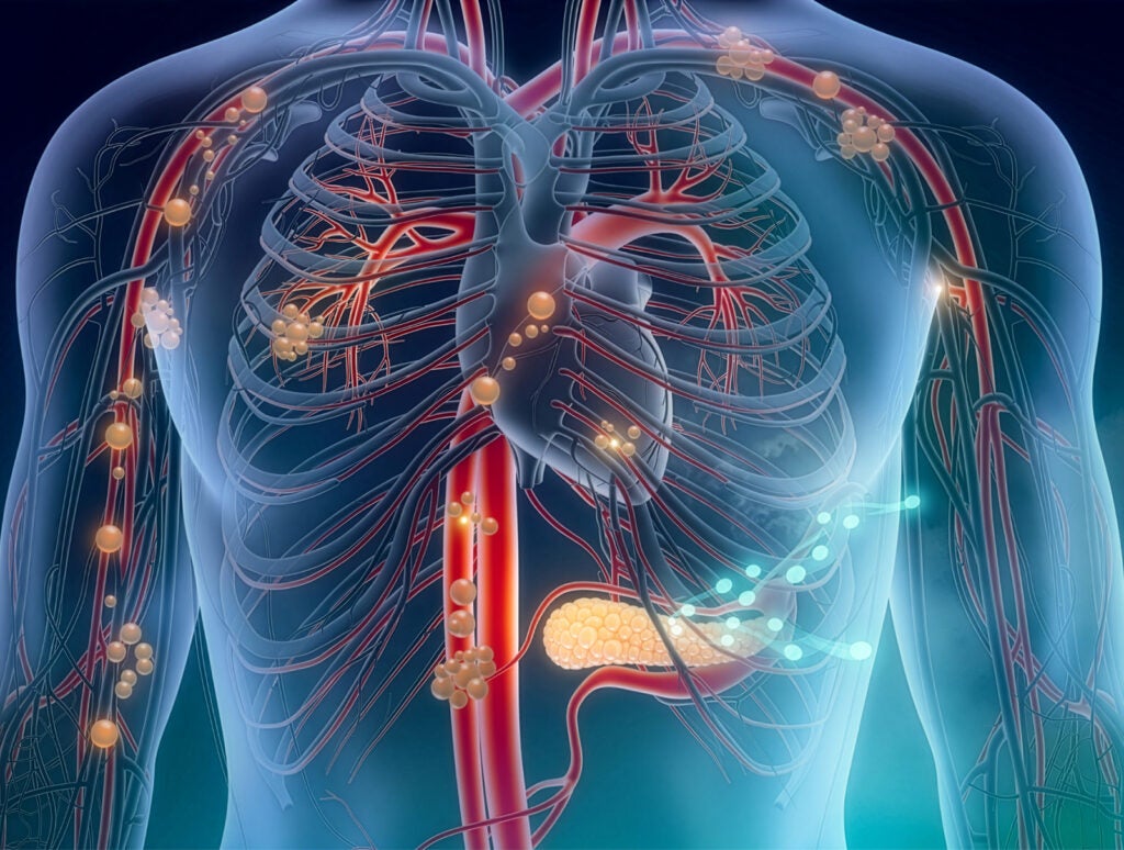 pancreas